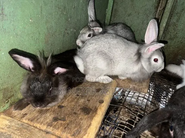 Rabbits and Lion Heads Rabbits for Sale. · Photo 1