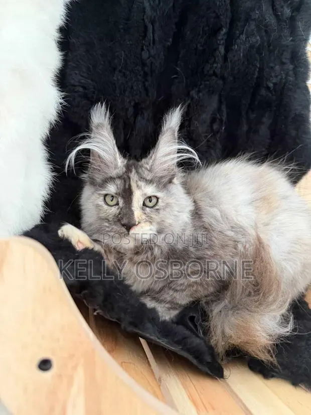 3-6 months Male Purebred Maine Coon · Photo 1