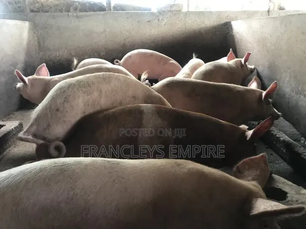Large White and Duroc. Price Range 4350-6000cedis.Between 70-90kg. · Photo 1