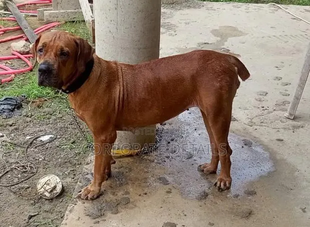 1+ year Female Purebred Boerboel · Photo 1
