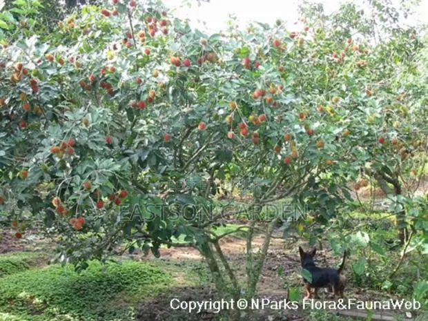 Rambutan Seedlings for Sale · Photo 3
