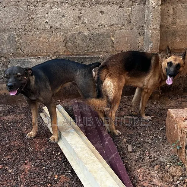 German Shepherd Stud / Crossing Services · Photo 3