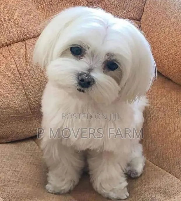 1-3 months Male Purebred Poodle · Photo 1