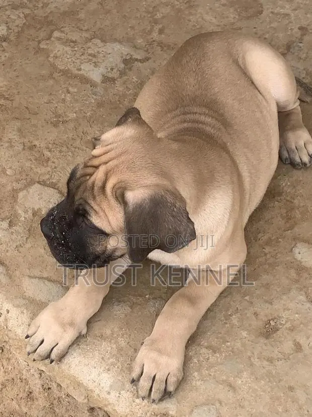 1-3 months Male Purebred Bullmastiff · Photo 1