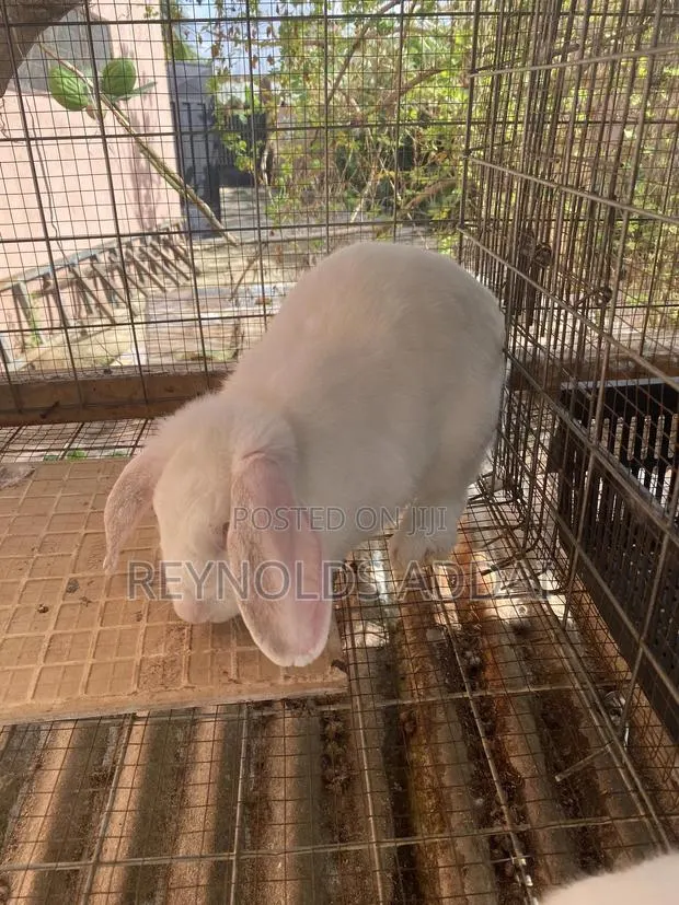 Rabbit for Sale · Photo 1