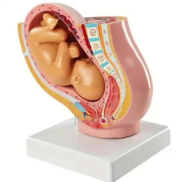 Womb Anatomy 16cm Height · Photo 2
