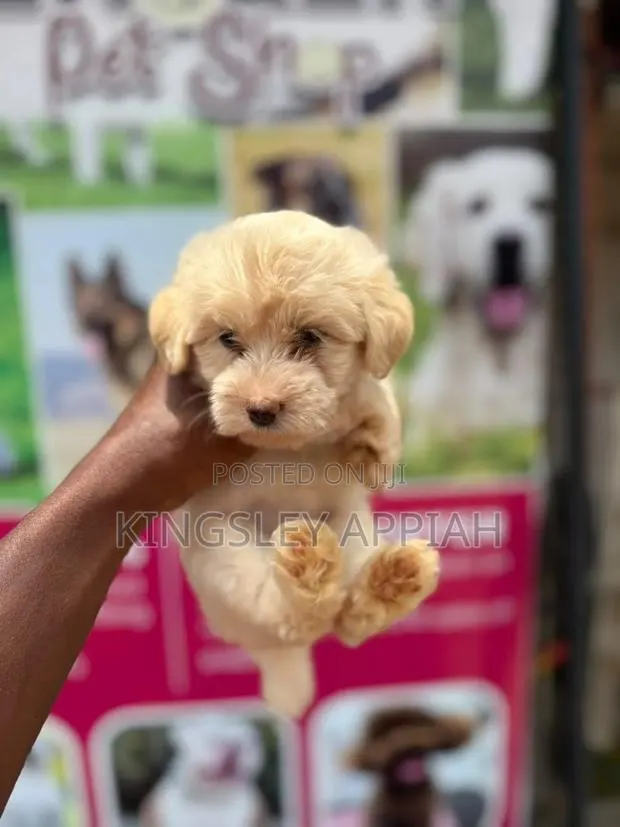 1-3 months Female Purebred Poodle · Photo 1
