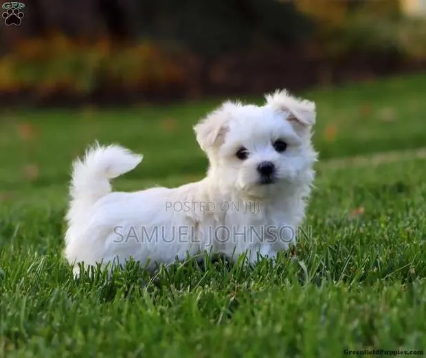 1-3 months Male Mixed Breed Maltese · Photo 1