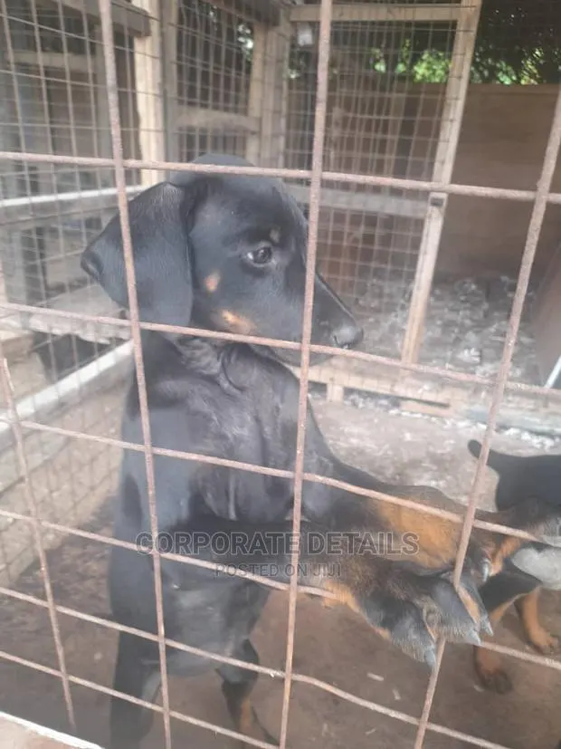 1-3 months Male Purebred Doberman Pinscher · Photo 1