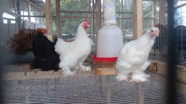 Bantam Brahma Chicken · Photo 1