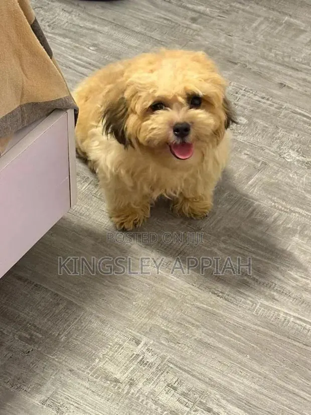 1-3 months Female Purebred Poodle · Photo 1
