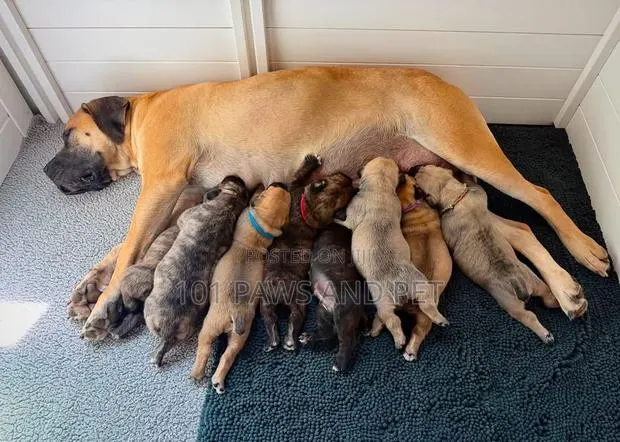 1-3 months Male Purebred Boerboel · Photo 1