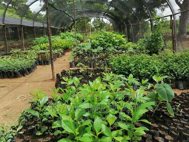 Do You Own Afarm Inghana or Are Youconsidering Startingone? · Photo 1