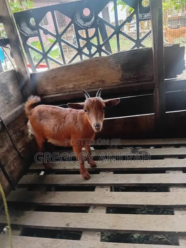 Brown Local Hybrid Goat · Photo 1