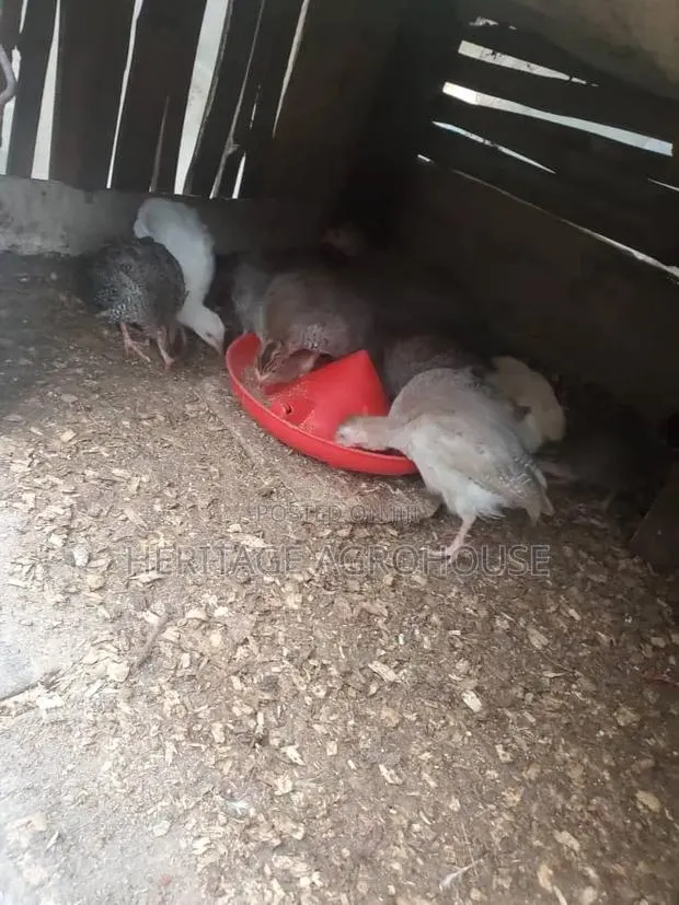 3 Months Old Pure White and Black and White Guinea Fowl · Photo 1