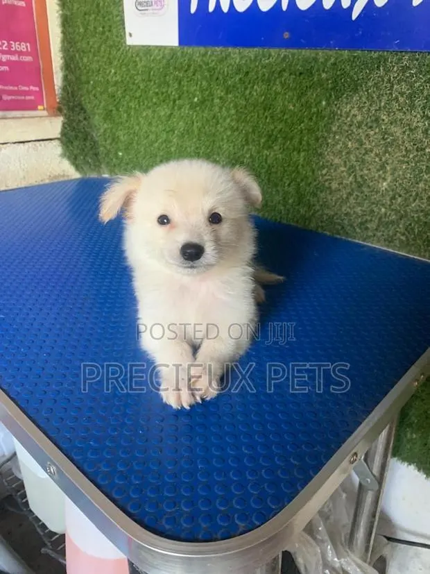 1-3 months Female Purebred American Eskimo · Photo 1