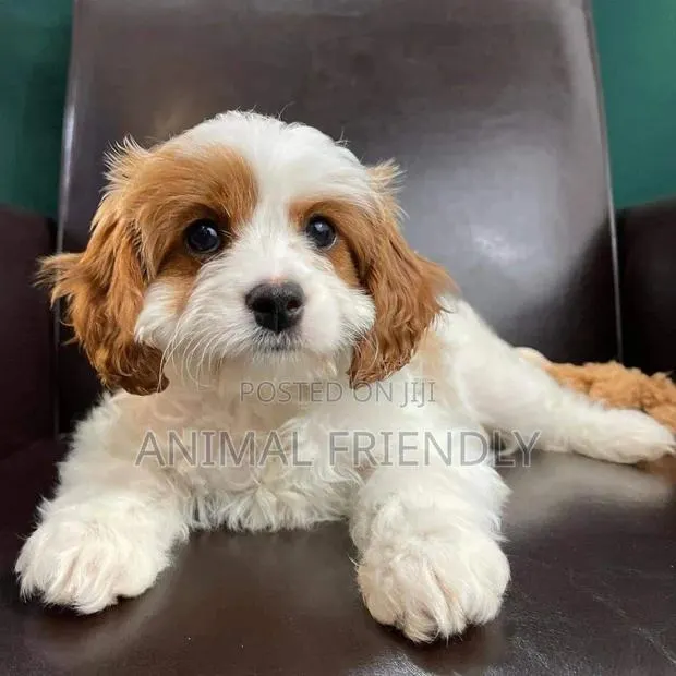 1-3 months Female Purebred Poodle · Photo 1