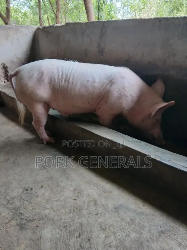 Healthy Pigs for Sale 10-130kgs