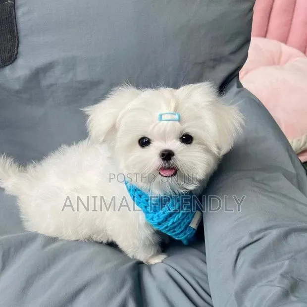 1-3 months Female Purebred Poodle · Photo 1