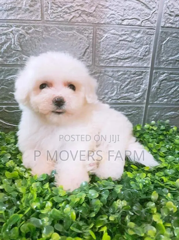 1-3 months Male Purebred Poodle · Photo 1