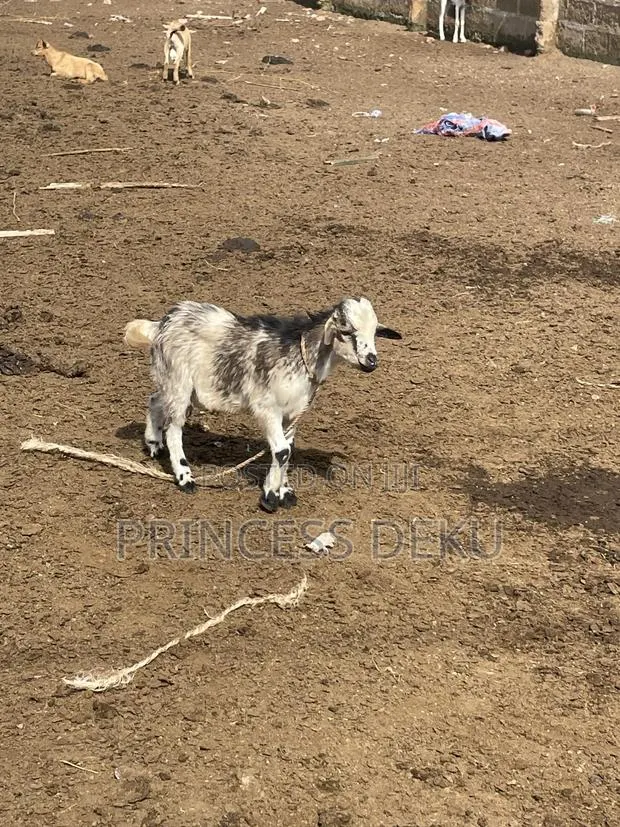 Pritiyad Farm · Photo 1