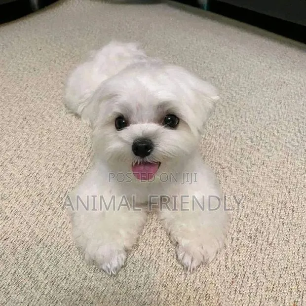 1-3 months Male Purebred Maltese · Photo 1