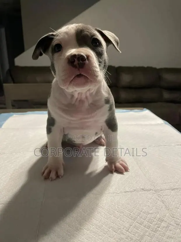 1-3 months Male Purebred American Pit Bull Terrier · Photo 1