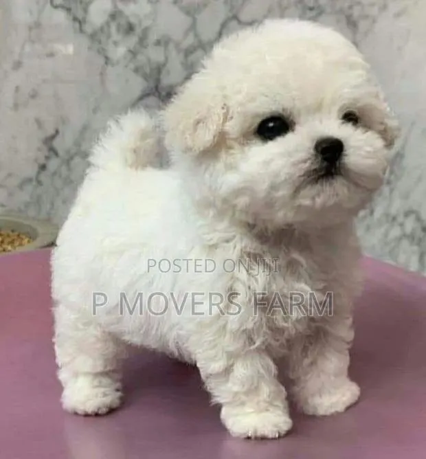 1-3 months Male Purebred Maltese · Photo 1
