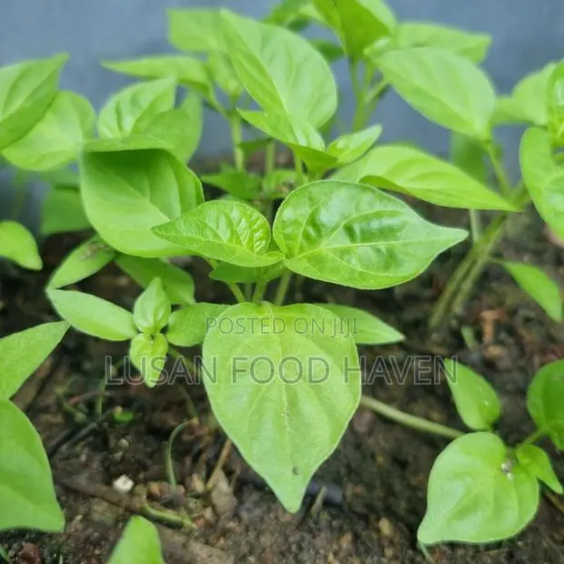 Habanero Pepper Seedlings Available for Sale · Photo 3