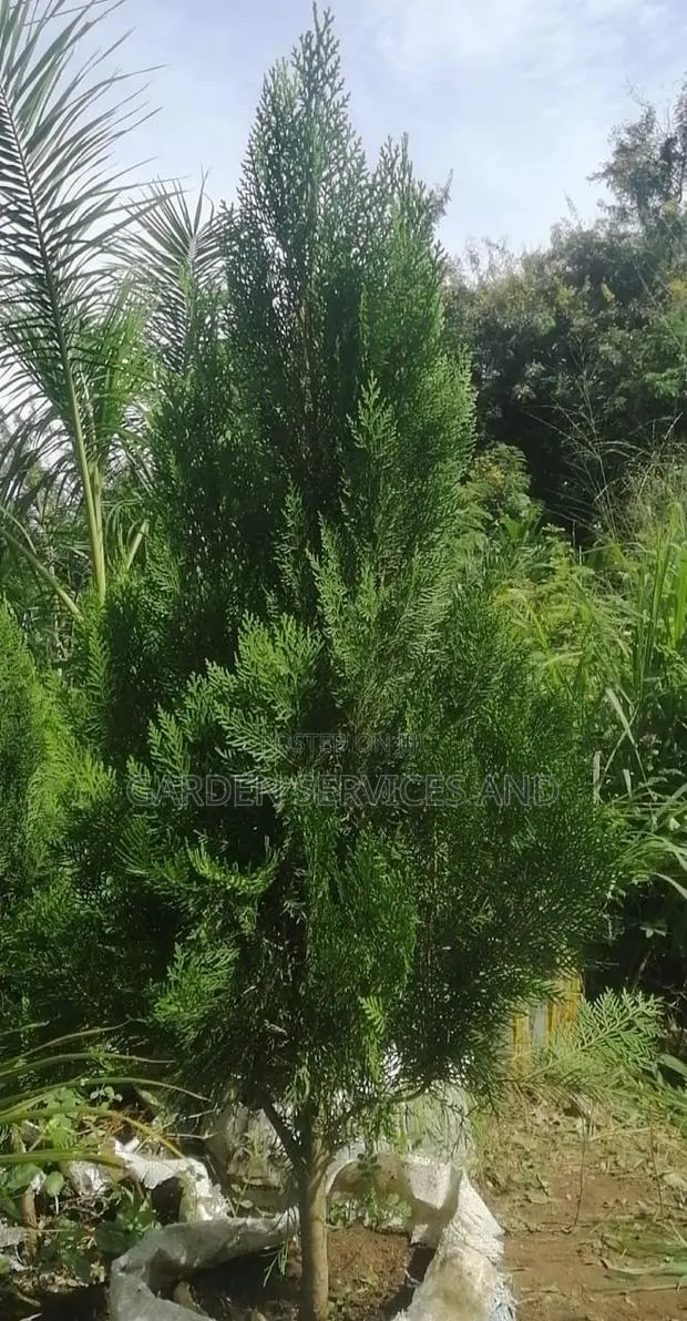 Pencil Thuja · Photo 1