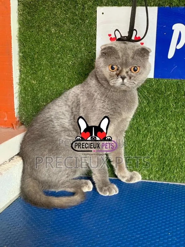6-12 months Male Purebred Scottish Fold · Photo 1