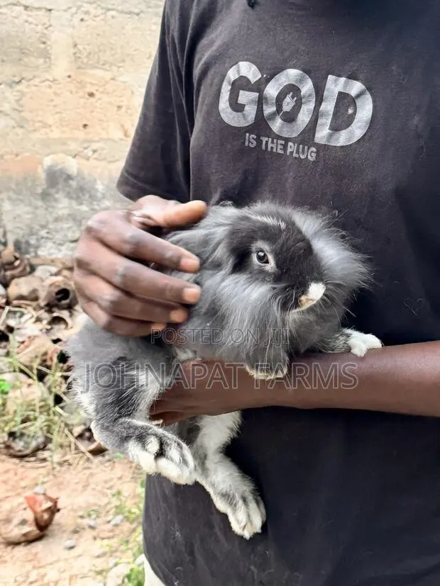 Pet Rabbits · Photo 1