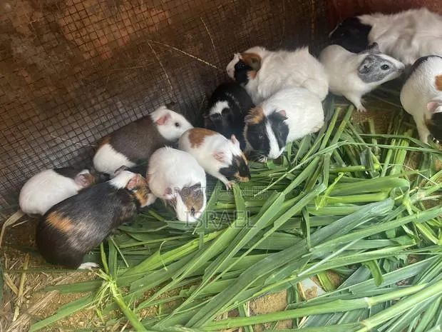 Guinea Pigs · Photo 2