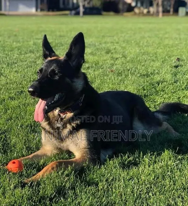 3-6 months Female Purebred German Shepherd · Photo 1