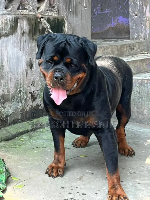 6-12 months Male Purebred Rottweiler · Photo 1