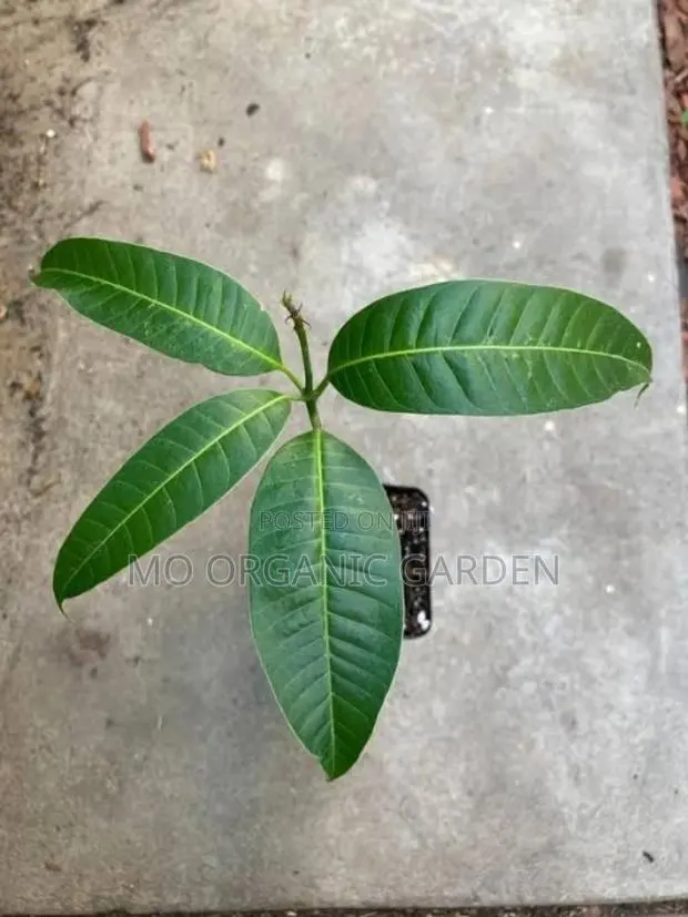 Alphonso Mango Plant Seedling · Photo 2