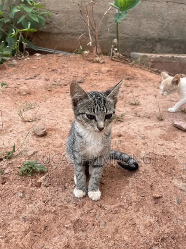 1-3 months Female Mixed Breed Cat · Photo 3