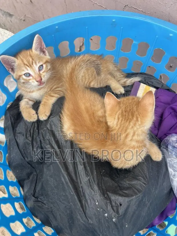 1-3 months Male Mixed Breed Cat · Photo 1