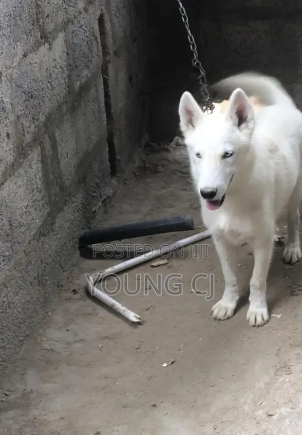 Husky for Crossing · Photo 2