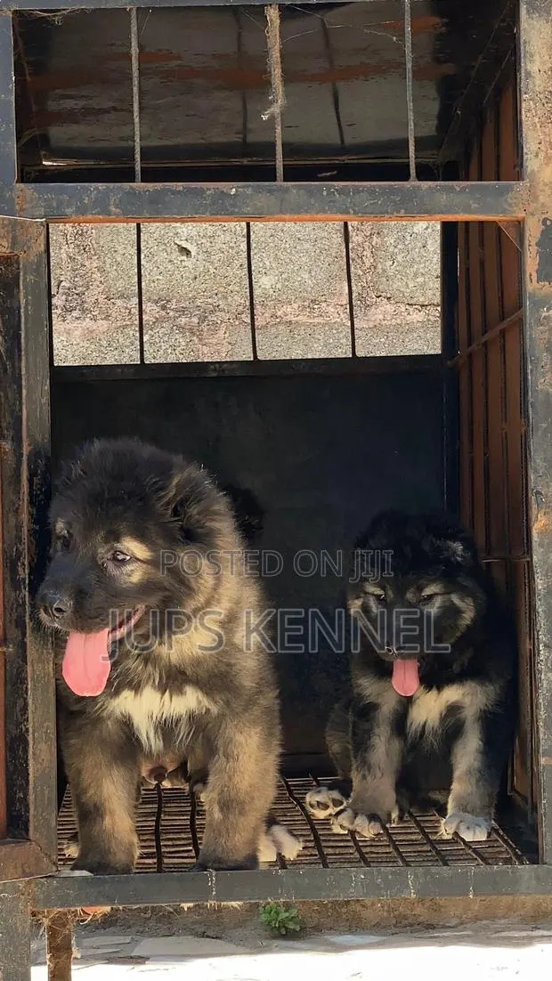 1-3 months Female Purebred Caucasian Shepherd · Photo 1