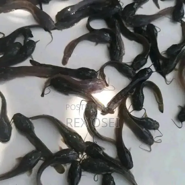 Catfish Juveniles · Photo 1