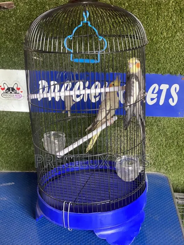 Cockatiel Parakeets Cage Tag 0001 · Photo 1