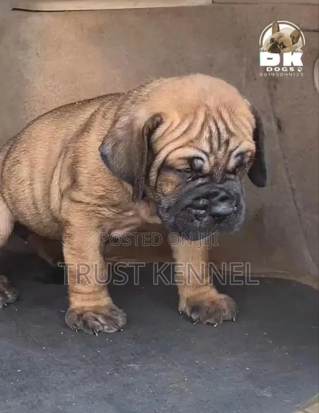 1-3 months Female Purebred Boerboel · Photo 1