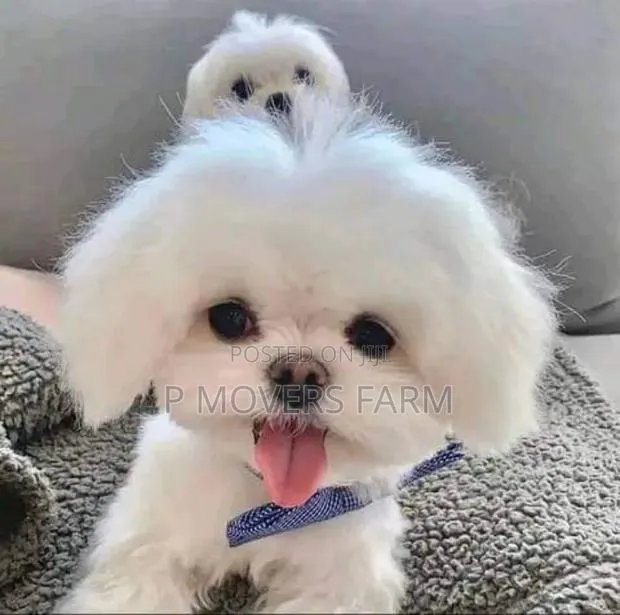 1-3 months Male Purebred Maltese · Photo 1