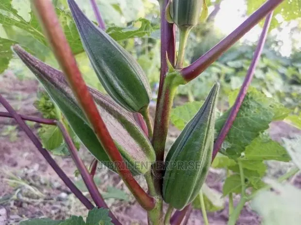 African Dwarf Okro (Abelmoscus Esculentus) · Photo 1
