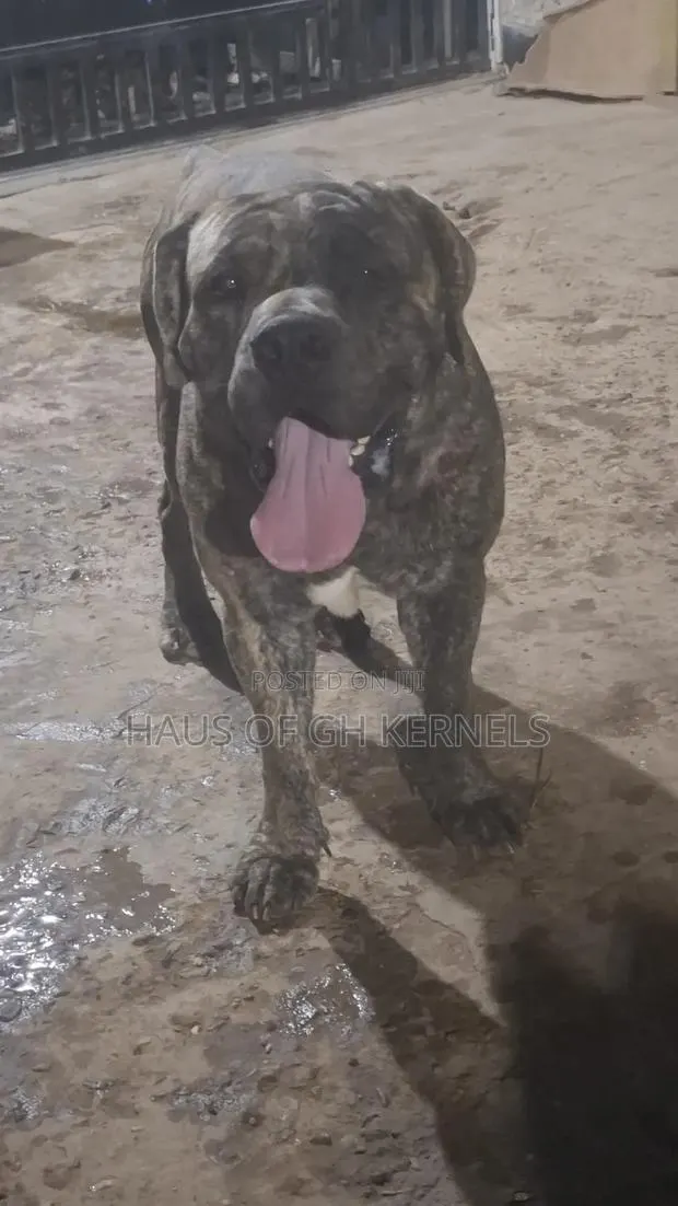 1+ year Male Purebred Boerboel · Photo 1