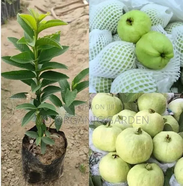 White Jumbo Guava Plant Seedling · Photo 1