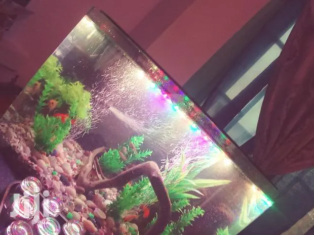 Aquarium Complete Setup