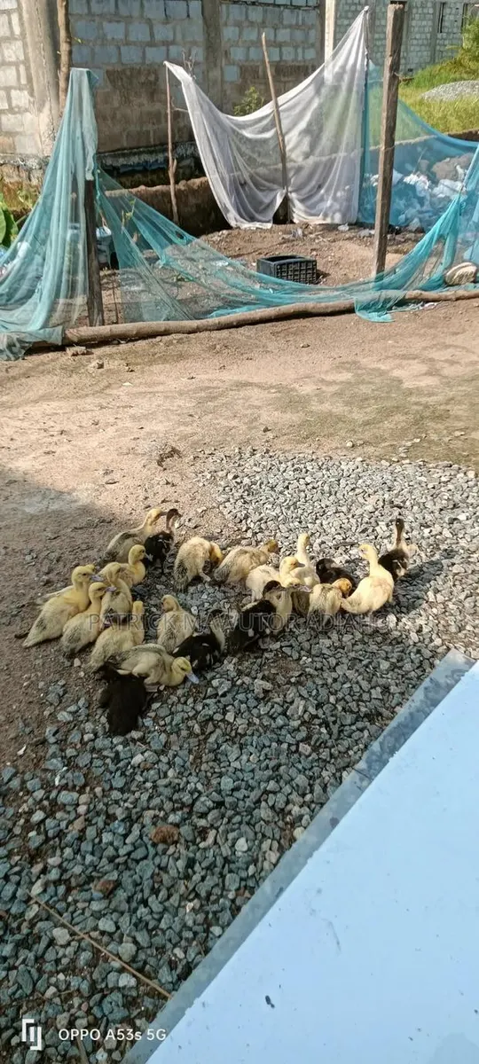 22 Healthy Muscovy Ducklings for Sale! · Photo 1
