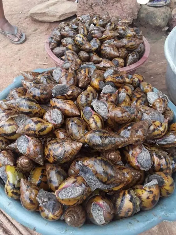 Snails for Rearing and Meat · Photo 1